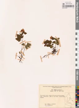 MAG 0018050