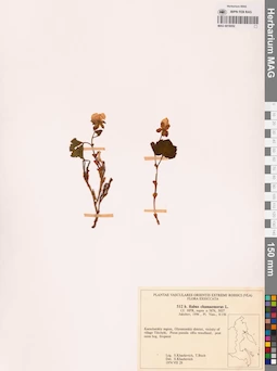 MAG 0018052