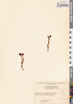 MAG 0018053