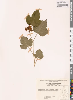MAG 0018054