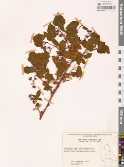 MAG 0018055