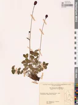 MAG 0018057