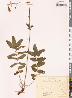 MAG 0018058