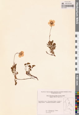 MAG 0018063