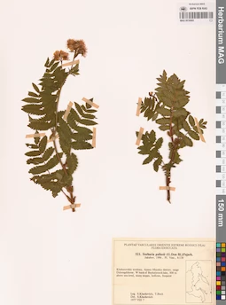 MAG 0018065