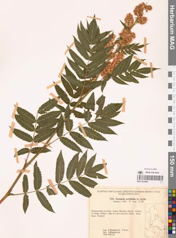 MAG 0018066