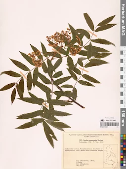 MAG 0018067