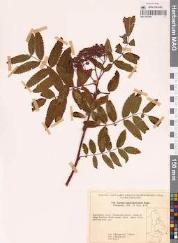 MAG 0018068