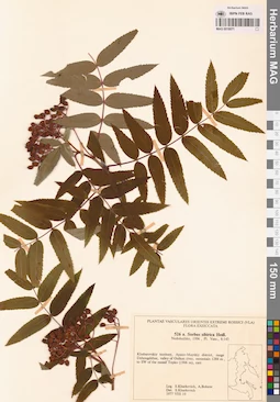 MAG 0018071