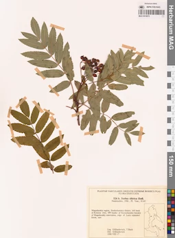 MAG 0018072