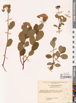 MAG 0018073