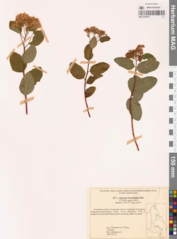MAG 0018075