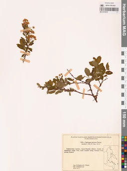 MAG 0018079