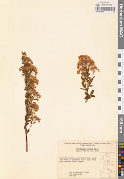 MAG 0018080