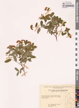 MAG 0018082