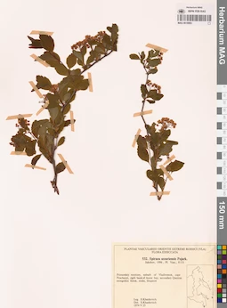 MAG 0018083