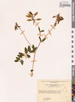 MAG 0018085