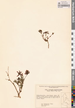 MAG 0018091