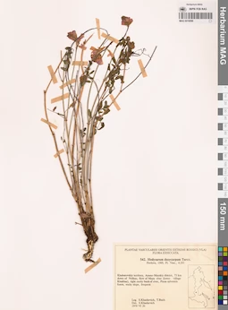 MAG 0018096