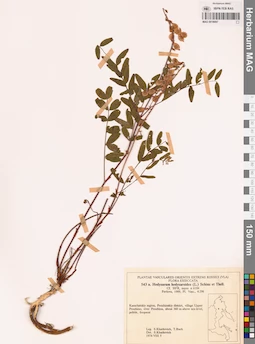 MAG 0018097