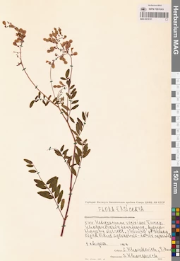 MAG 0018101