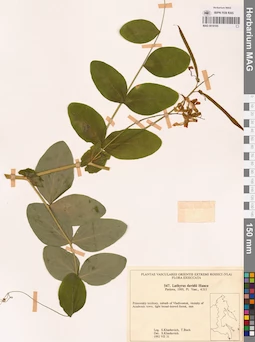 MAG 0018105