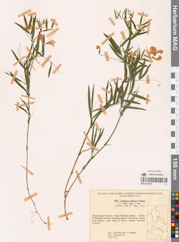 MAG 0018106