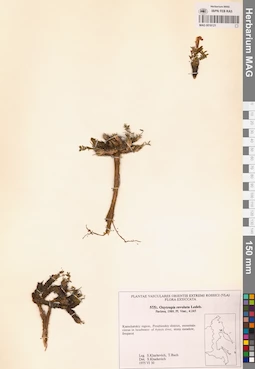 MAG 0018121