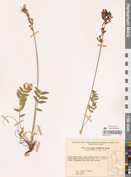 MAG 0018123