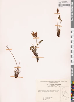 MAG 0018126