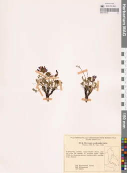 MAG 0018134
