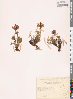 MAG 0018135