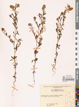 MAG 0018138