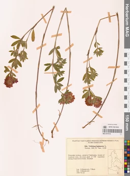 MAG 0018142