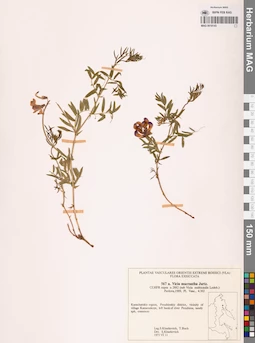 MAG 0018143