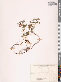 MAG 0018144