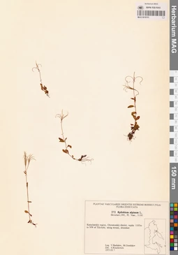 MAG 0018151