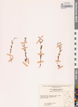 MAG 0018154