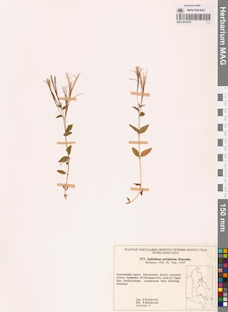 MAG 0018156