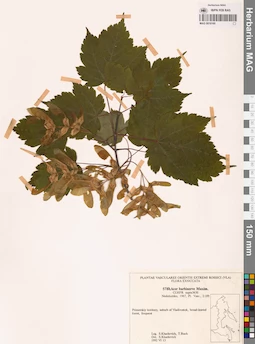 MAG 0018160