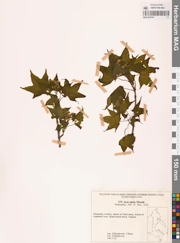 MAG 0018161