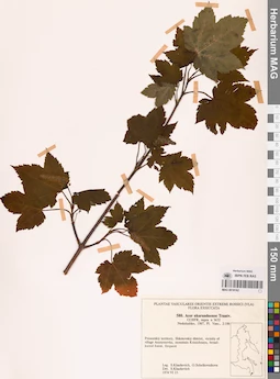 MAG 0018162
