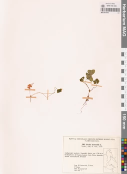 MAG 0018163