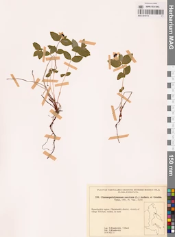 MAG 0018174