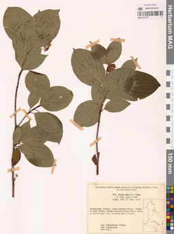 MAG 0018175