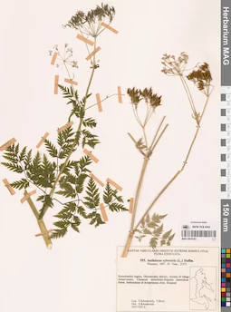 MAG 0018182