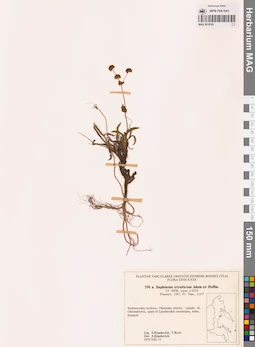 MAG 0018183