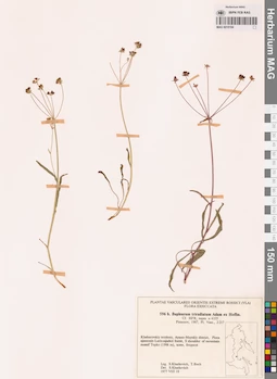 MAG 0018184