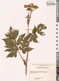 MAG 0018186