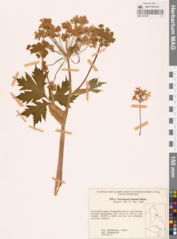 MAG 0018188
